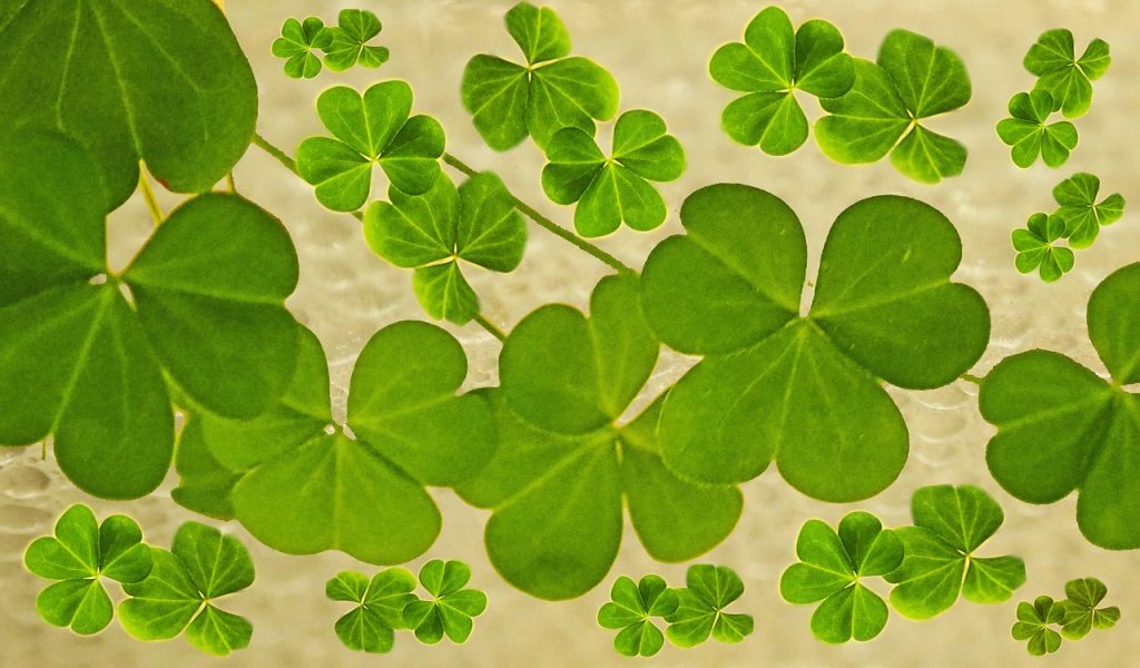 Best Weed Killer For Oxalis