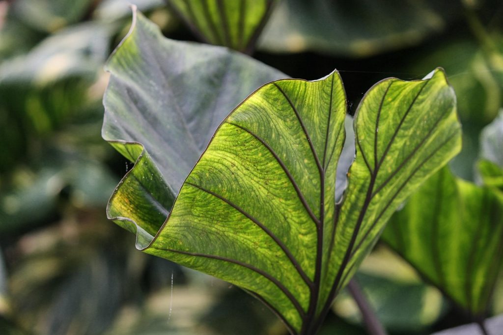 Does Colocasia Like Full Sun Or Shade