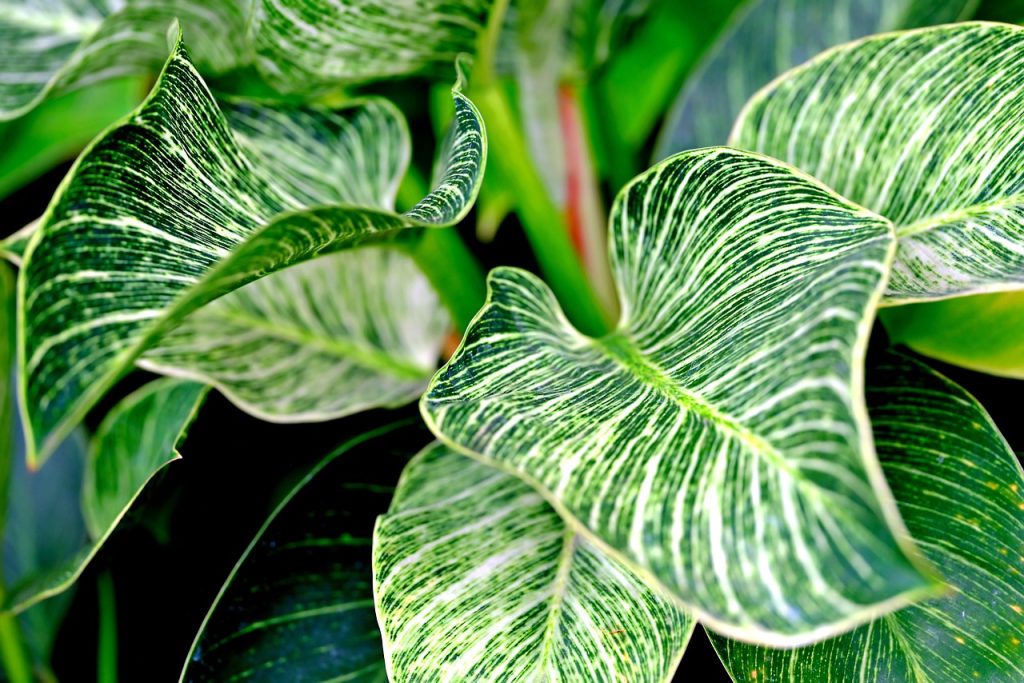 How Do You Care For A Philodendron Birkin