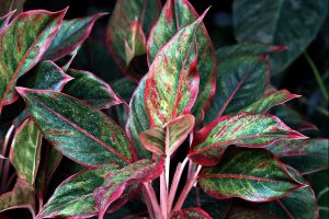 How Do You Care For Aglaonema Lipstick Plant