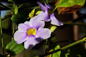 How Do You Care For Ipomoea Carnea