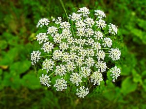 How Do You Eradicate Poison Hemlock