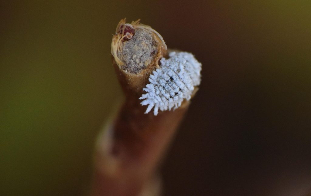 How Do You Get Mealybugs Off String Of Pearls