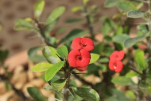 How Do You Get Rid Of Fungus On Crown Of Thorns