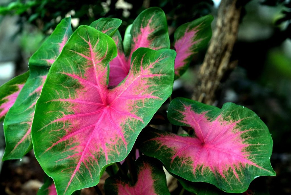 How Do You Make Caladiums Fuller