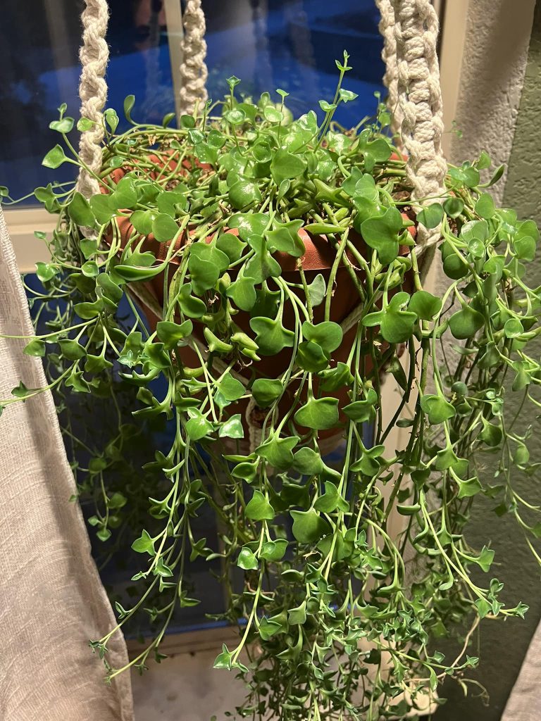 How To Make String Of Dolphins Bushy