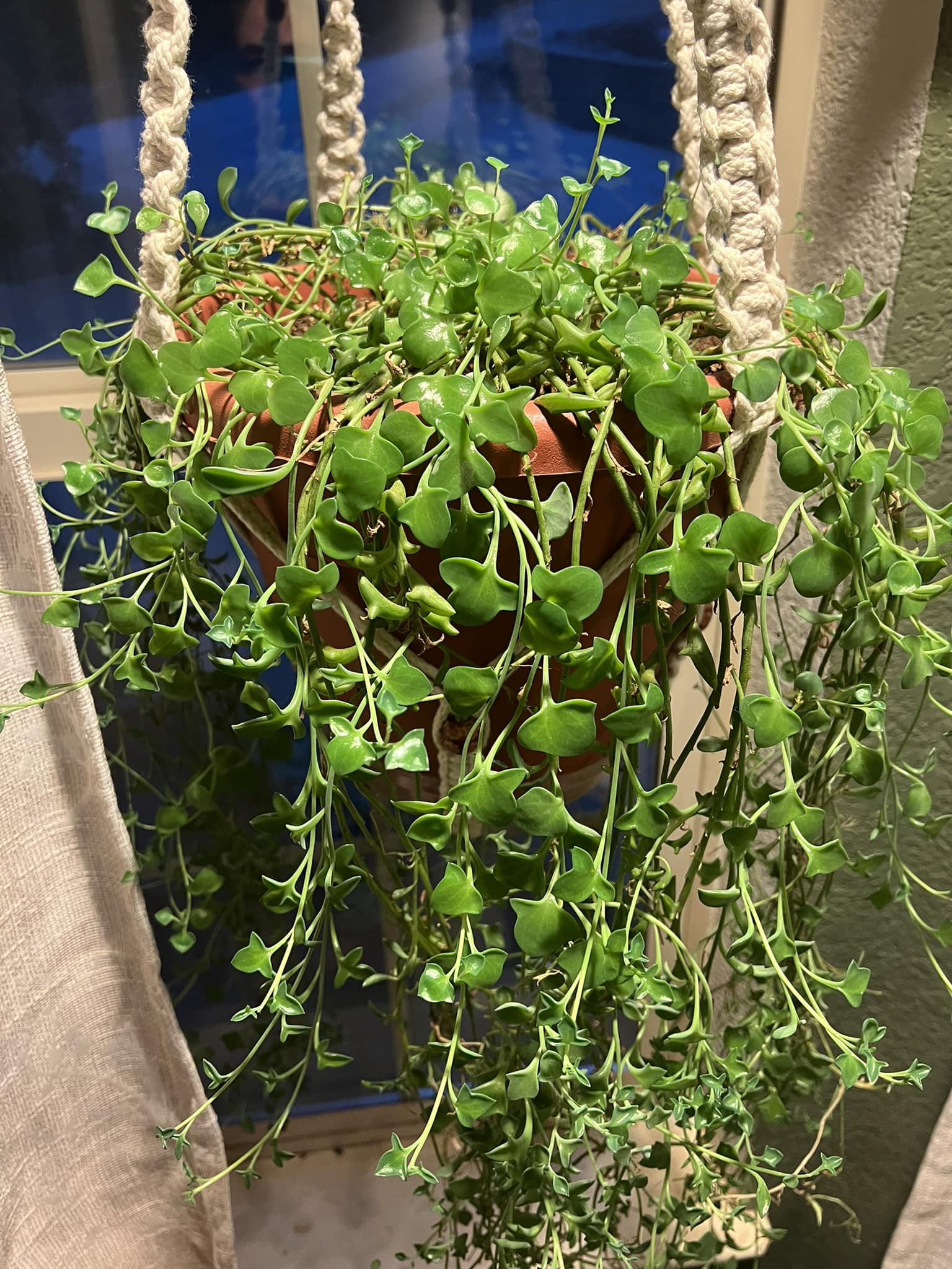 How To Make String Of Dolphins Bushy? How To Make String Of Dolphins Bushy