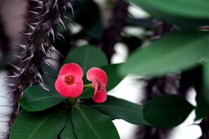 How To Prune Crown Of Thorns