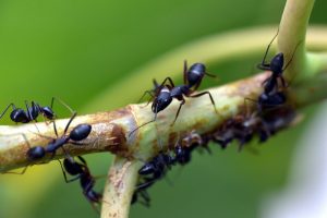 How To Stop Ants From Coming In The House Naturally