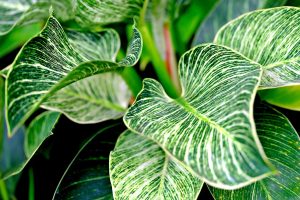 What Are The Common Problems With Philodendron Birkin