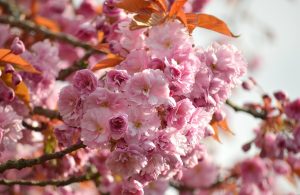 What Do Cherry Blossoms Symbolize