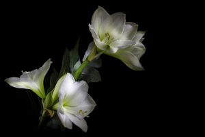 What Do You Do With Amaryllis Bulbs After They Bloom