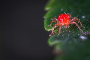 What Is A Spider Mites Favorite Food?