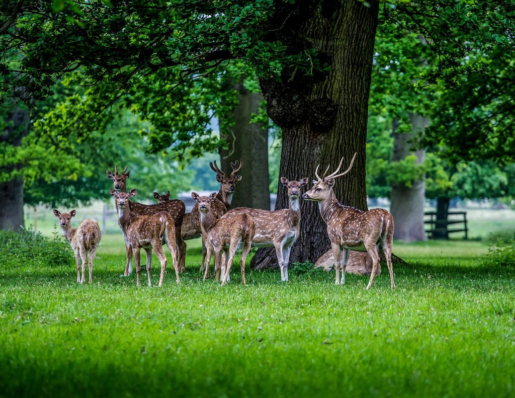 What Is The Best Crop To Plant For Deer