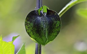 What Is The Most Poisonous Berry