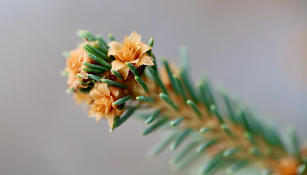 What Is The Official State Tree Of Alaska? - FarmTilling