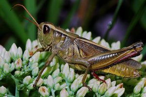 What Is The Quickest Way To Get Rid Of Grasshoppers