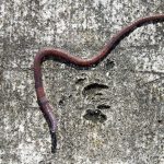 What Smell Do Worms Hate