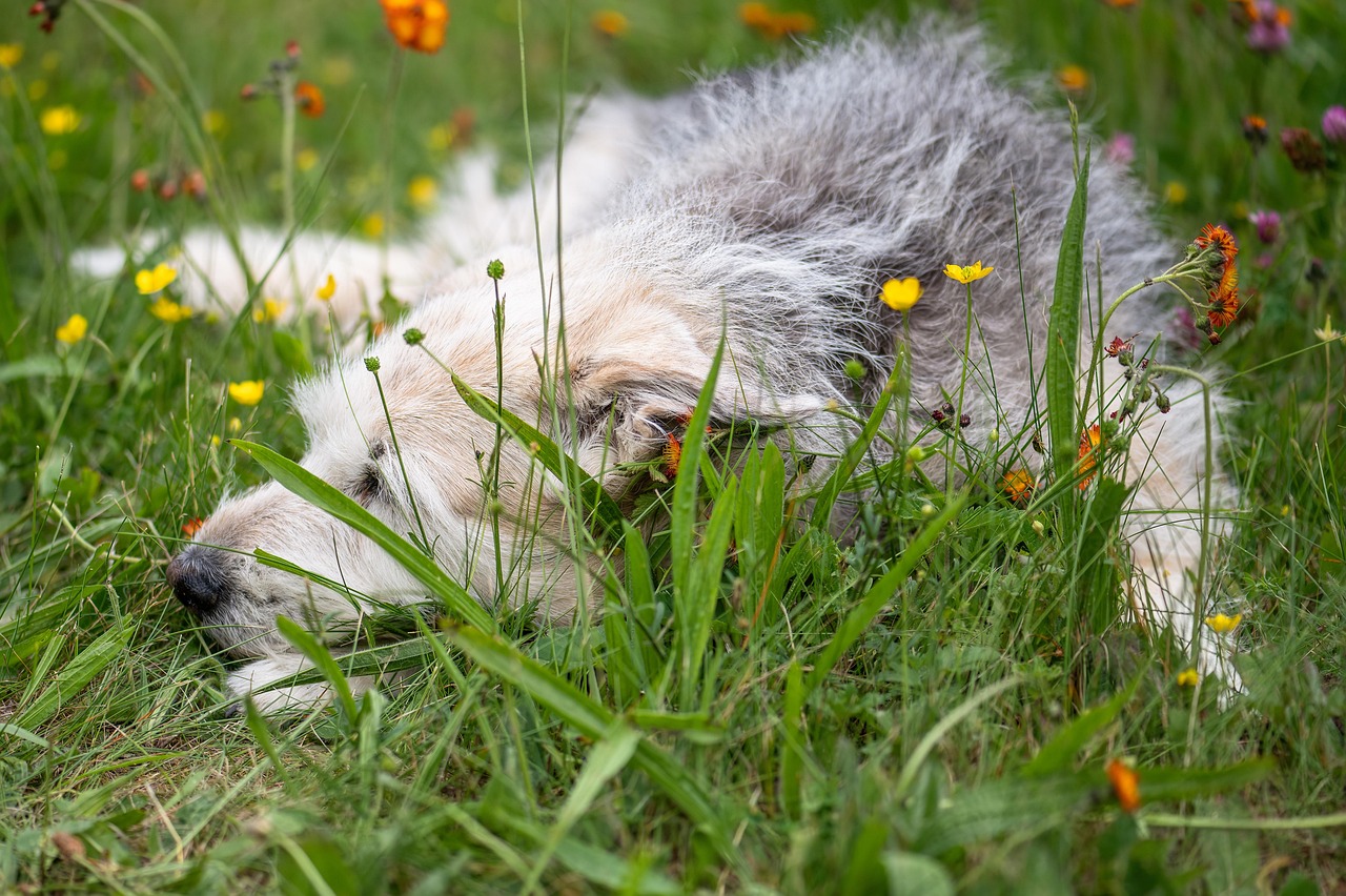 What Tree Has Berries That Are Poisonous To Dogs