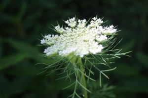 Where Is Poison Hemlock Most Commonly Found