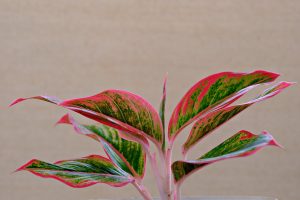 Where Is The Best Place To Put Aglaonema