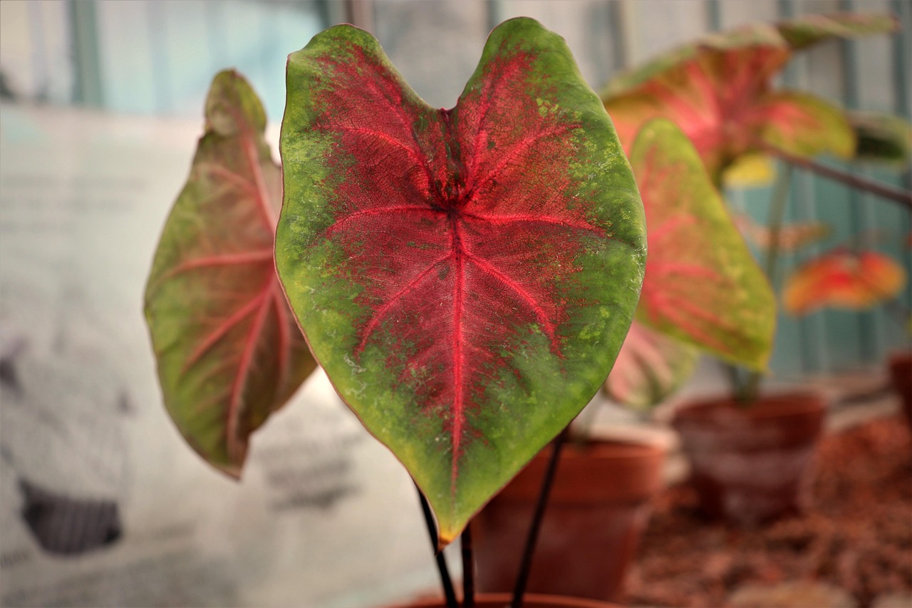Why Are The Leaves On My Caladium Turning Yellow And Brown