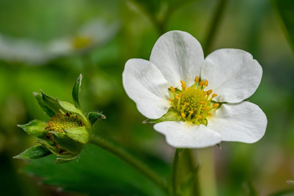 20 Plants That Love Coffee Grounds