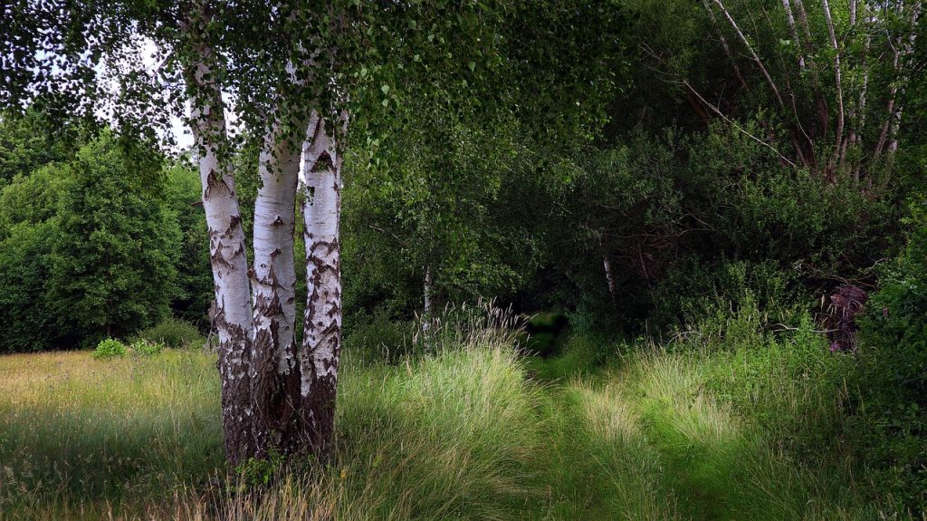 Best Fertilizer For Birch Trees