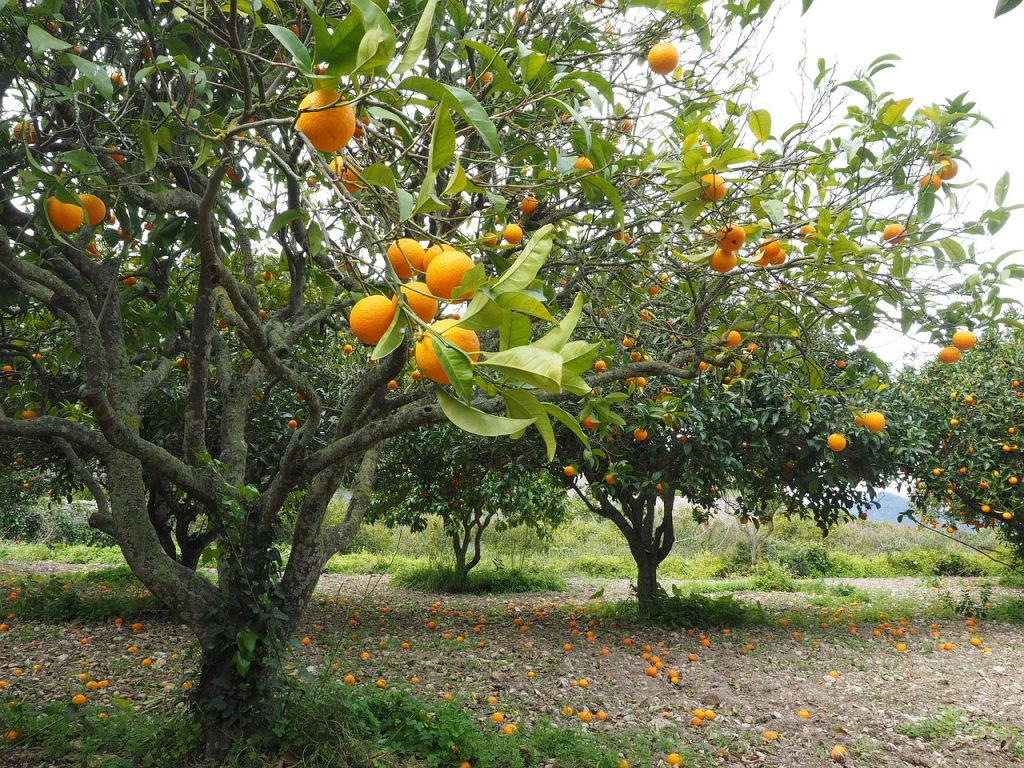 Best Fertilizer For Citrus Trees