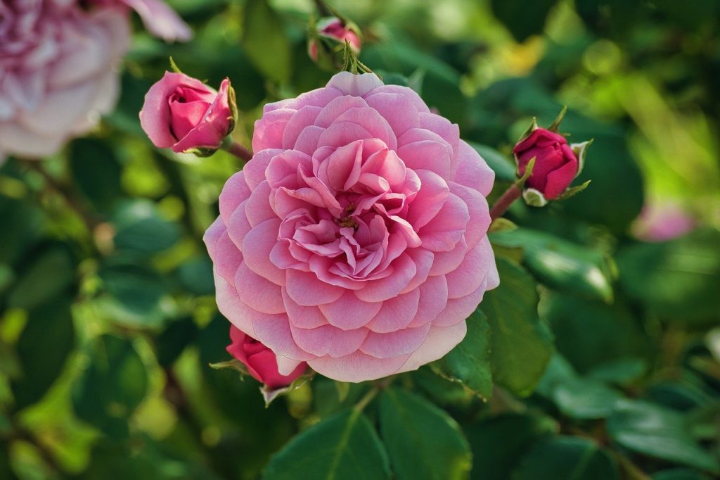 Climbing Roses That Bloom All Summer