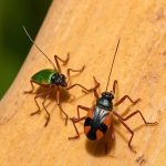 Best Insecticide For Chinch Bugs