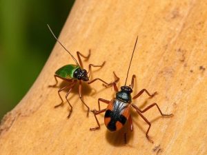 Best Insecticide For Chinch Bugs