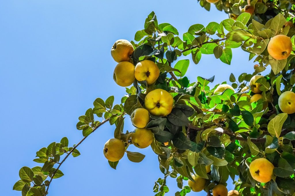 Best Insecticide For Peach Tree Borers
