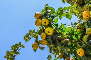 Best Insecticide For Peach Tree Borers
