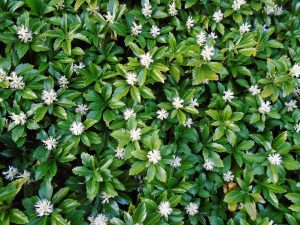 How Do I Get Rid Of Pachysandra Weeds
