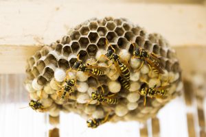How Do You Get Rid Of Wasps If You Can't Find The Nest