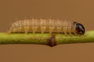 How To Get Rid Of Peach Twig Borer
