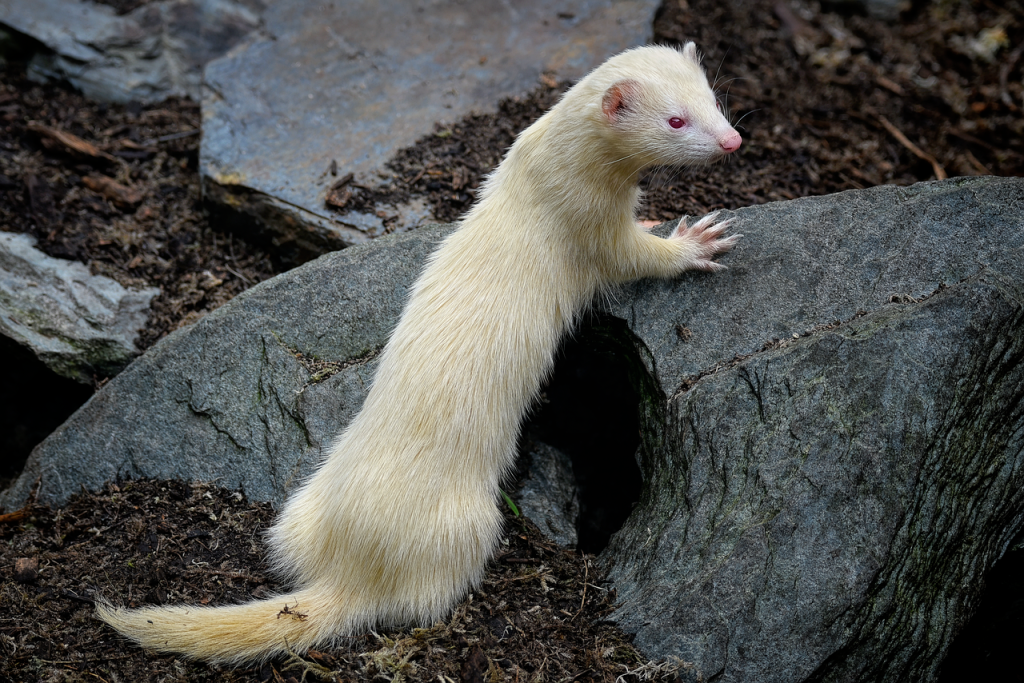 What Are Ferrets Most Closely Related To