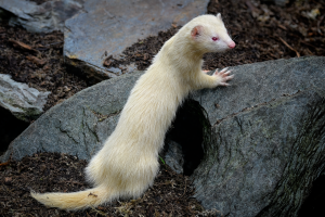 What Are Ferrets Most Closely Related To