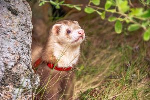 Why Are Ferrets Considered Difficult To Care For