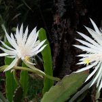 Best Soil For Epiphyllum