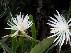 Best Soil For Epiphyllum