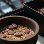 Best Soil For Lithops