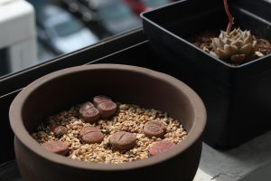 Best Soil For Lithops