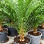 Best Soil For Majesty Palm
