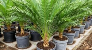 Best Soil For Majesty Palm