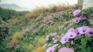 Best Soil For Morning Glories
