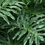 Best Soil For Philodendron Xanadu
