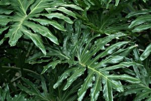 Best Soil For Philodendron Xanadu