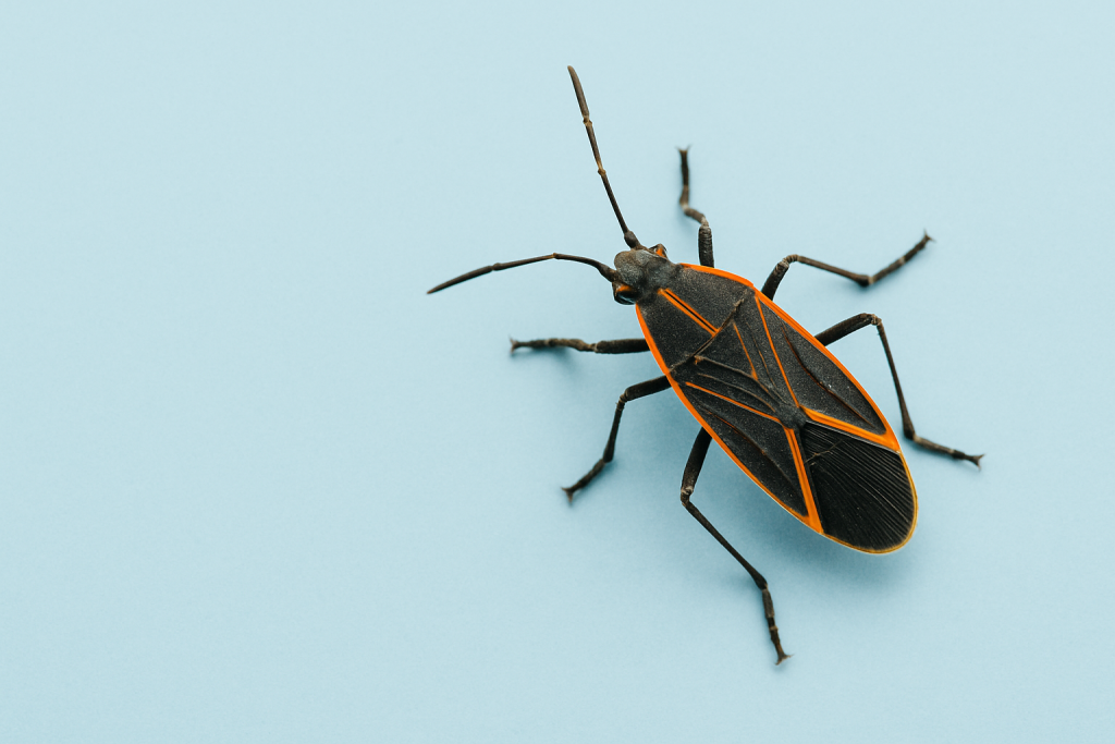 Box Elder Bugs How To Get Rid Of Them